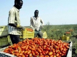 migranti raccolta pomodoro