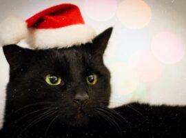 gatto nero natale