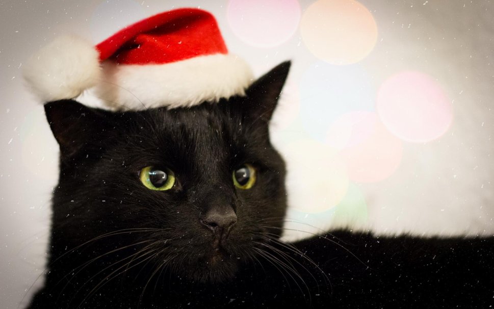 gatto nero natale